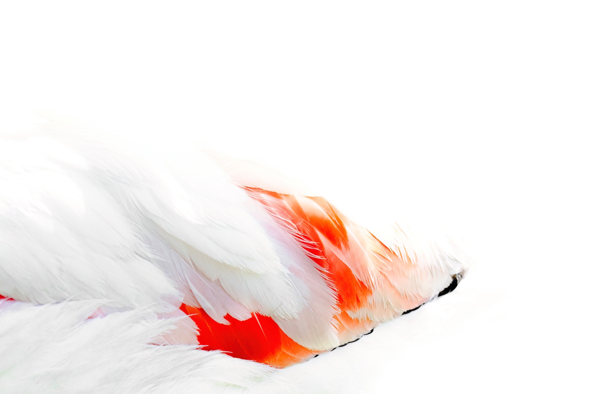 Recumbent — A resting body reduced to a long horizontal of white with a seam of colour running through.