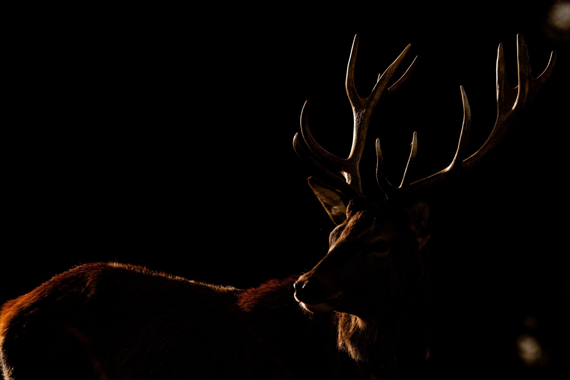 Lowered Head — Antlers swept back and head dropped, the whole weight of the animal implied in shadow.