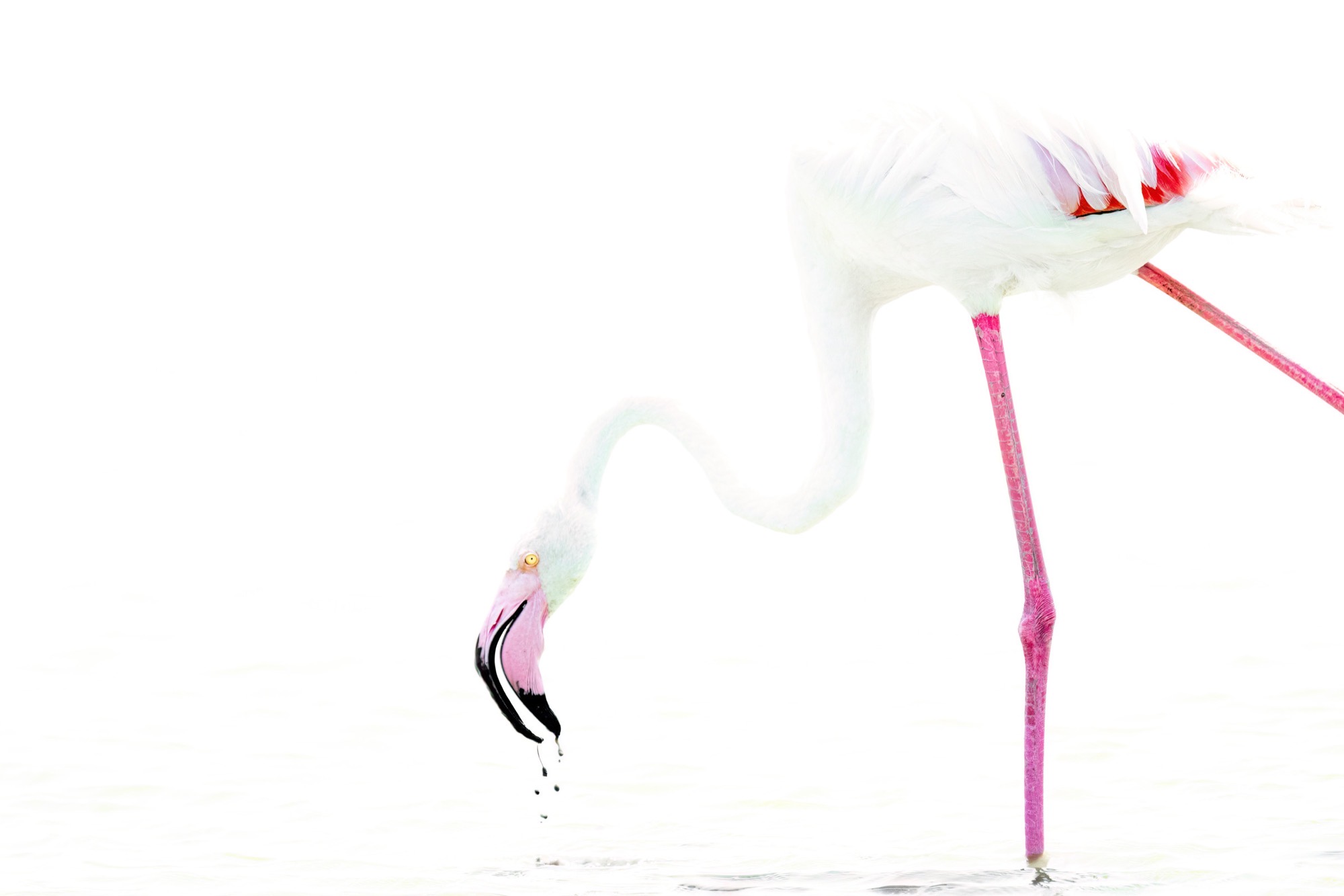 Drinking — The bill breaks the surface and lifts again, taking a few beads of water with it.