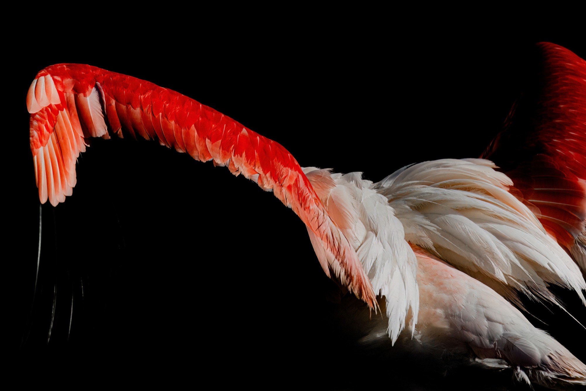 The Arc — A wing opens to its full span, the leading edge burning orange where the light strikes it.