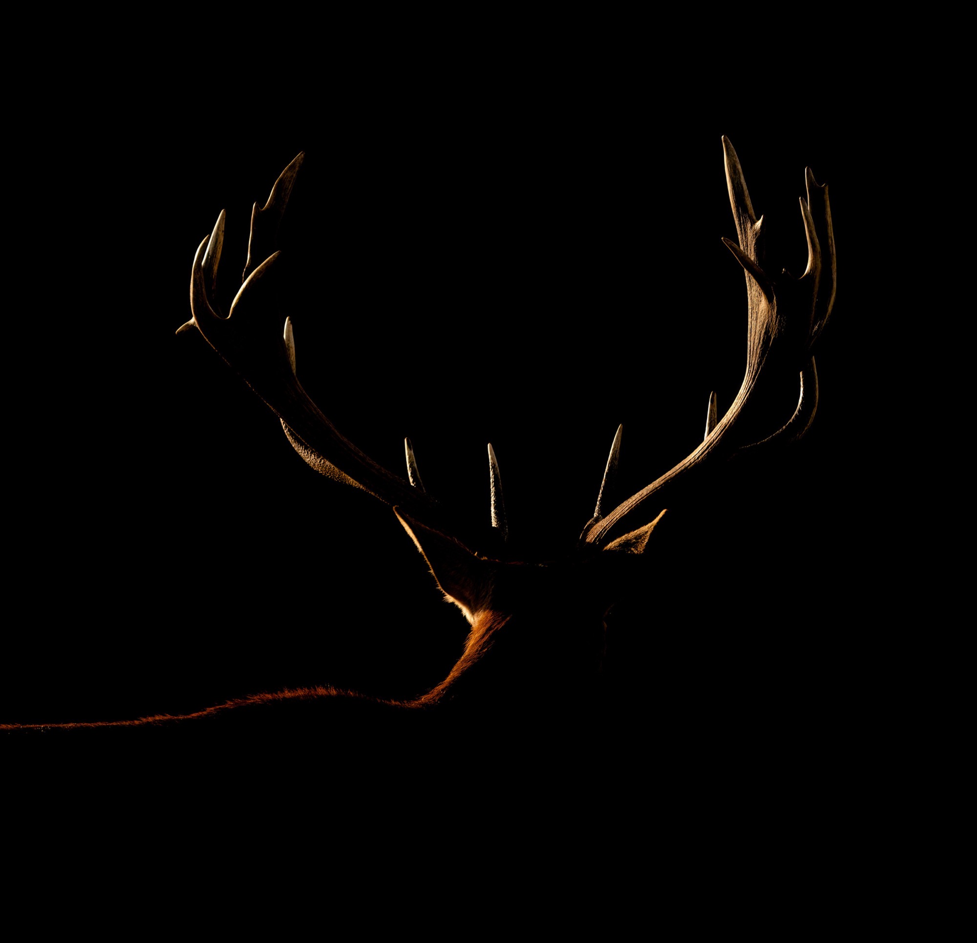The Crown — A stag's antlers emerge from complete darkness while the animal beneath them stays hidden.