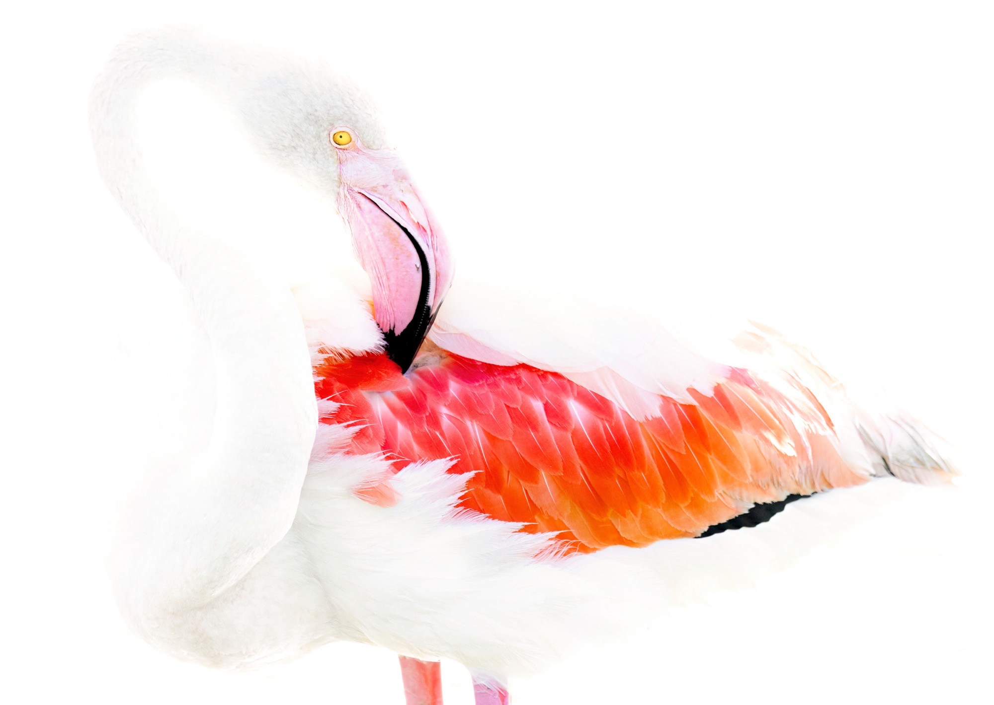 Folded In — The bird curls into itself, white on white, with only a bill and one dark eye to anchor it.