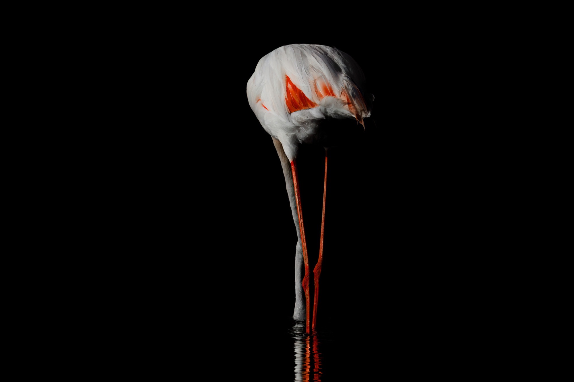 Plumb Line — Legs, neck and bill fall into one vertical, with no ground offered to stand on.