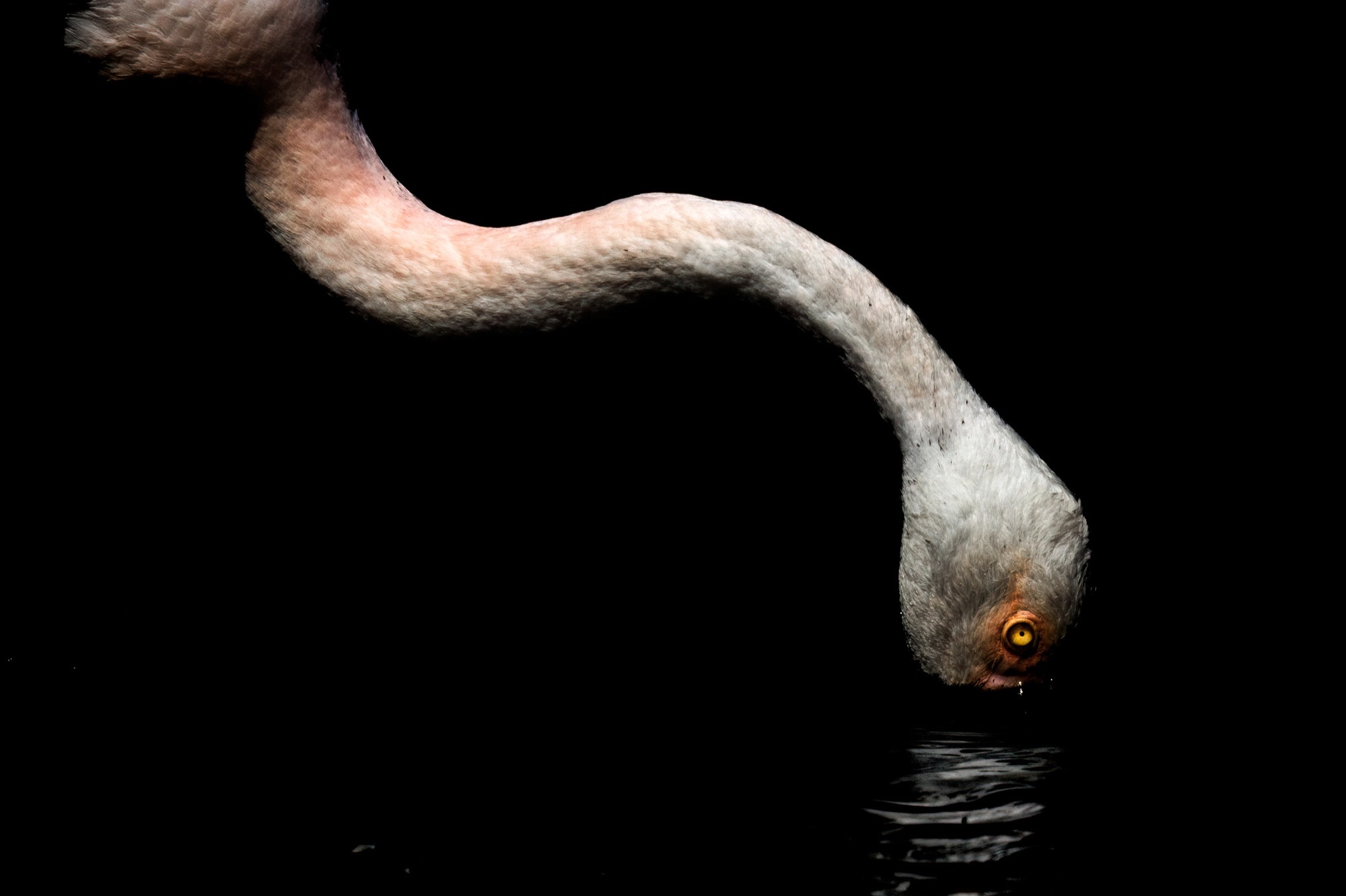 Lowered to the Water — The head reaches down to feed, bill inverted, one lit eye holding the centre of the picture.