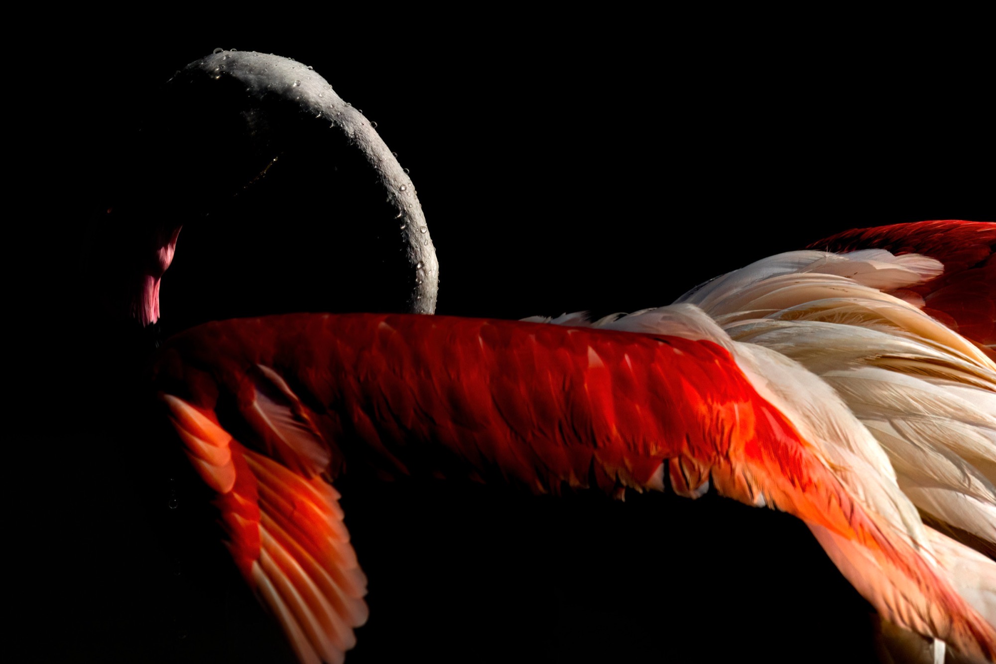 Coverts — Close in on the wing: red primaries laid over white like tiles on a roof.