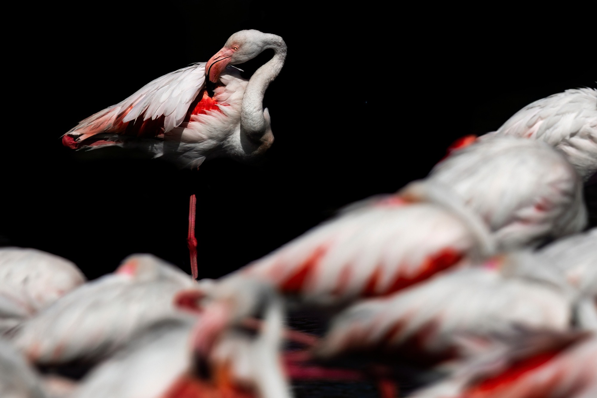 Among the Resting — One bird stands while the flock sleeps around it, bodies overlapping into a low white drift.