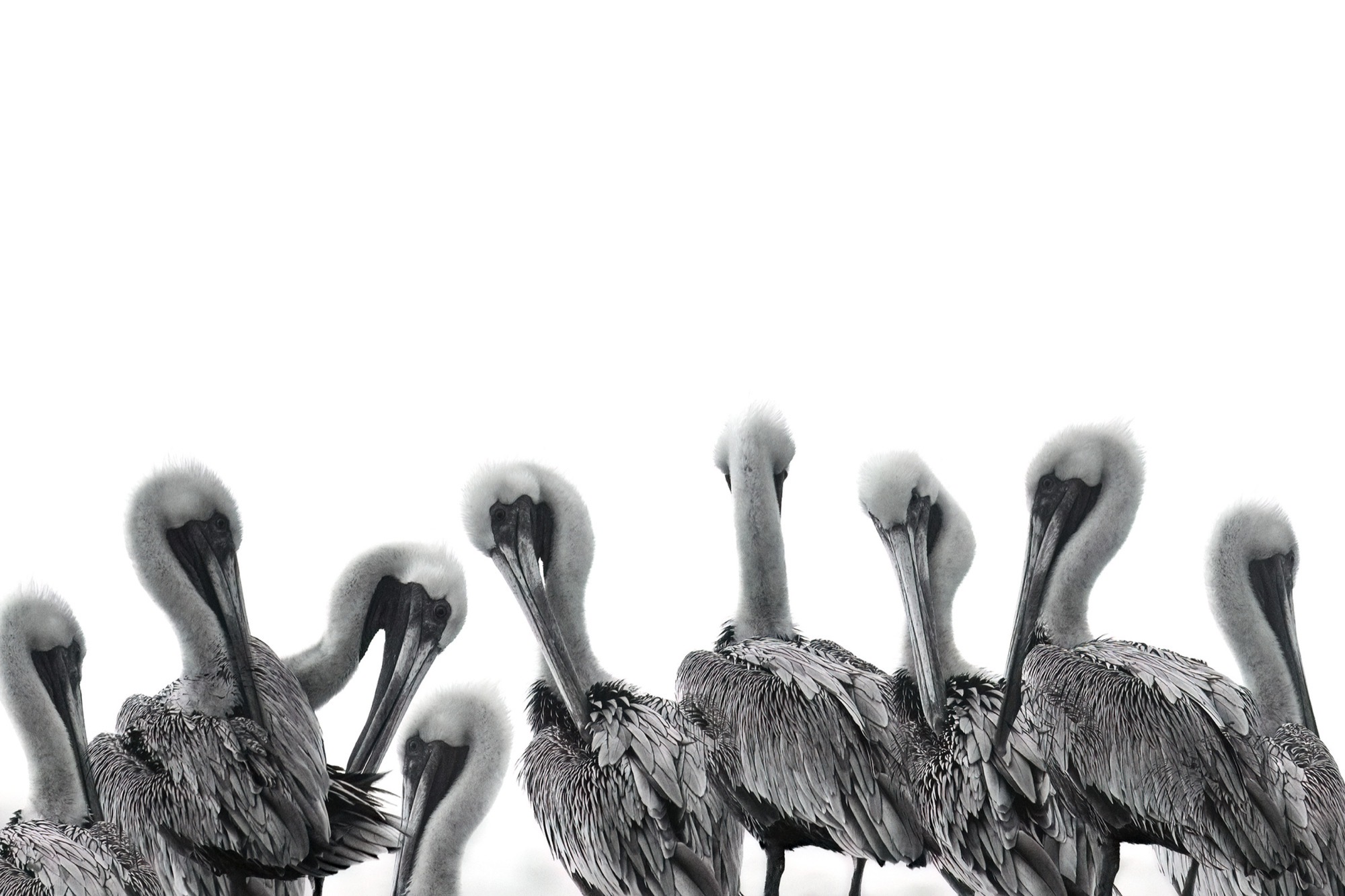 The Line — A row of pelicans with their bills all turned the same way, like a repeated mark.