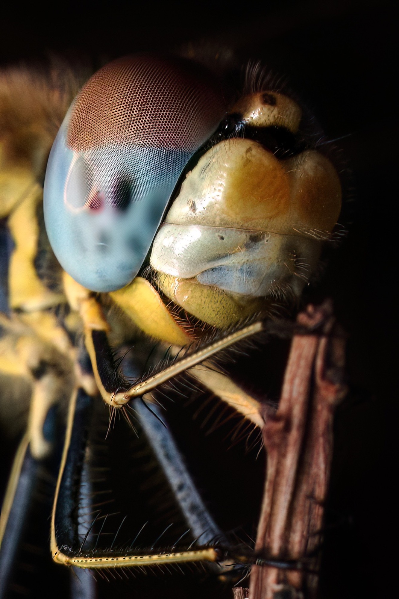 The Blue Eye — A head turned in profile, the compound eye shading from rust to pale blue across its curve.