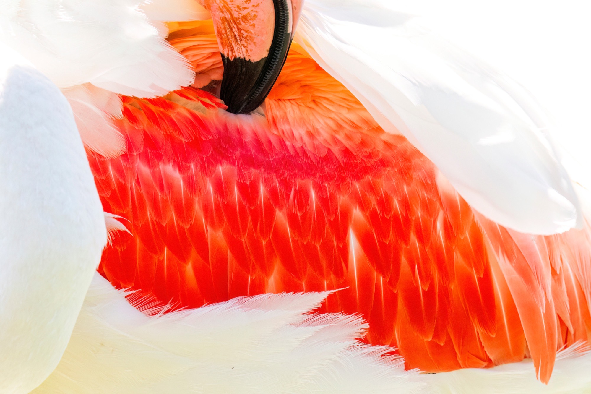 Vermilion — Head tucked away, the picture belongs entirely to the red of the wing coverts.