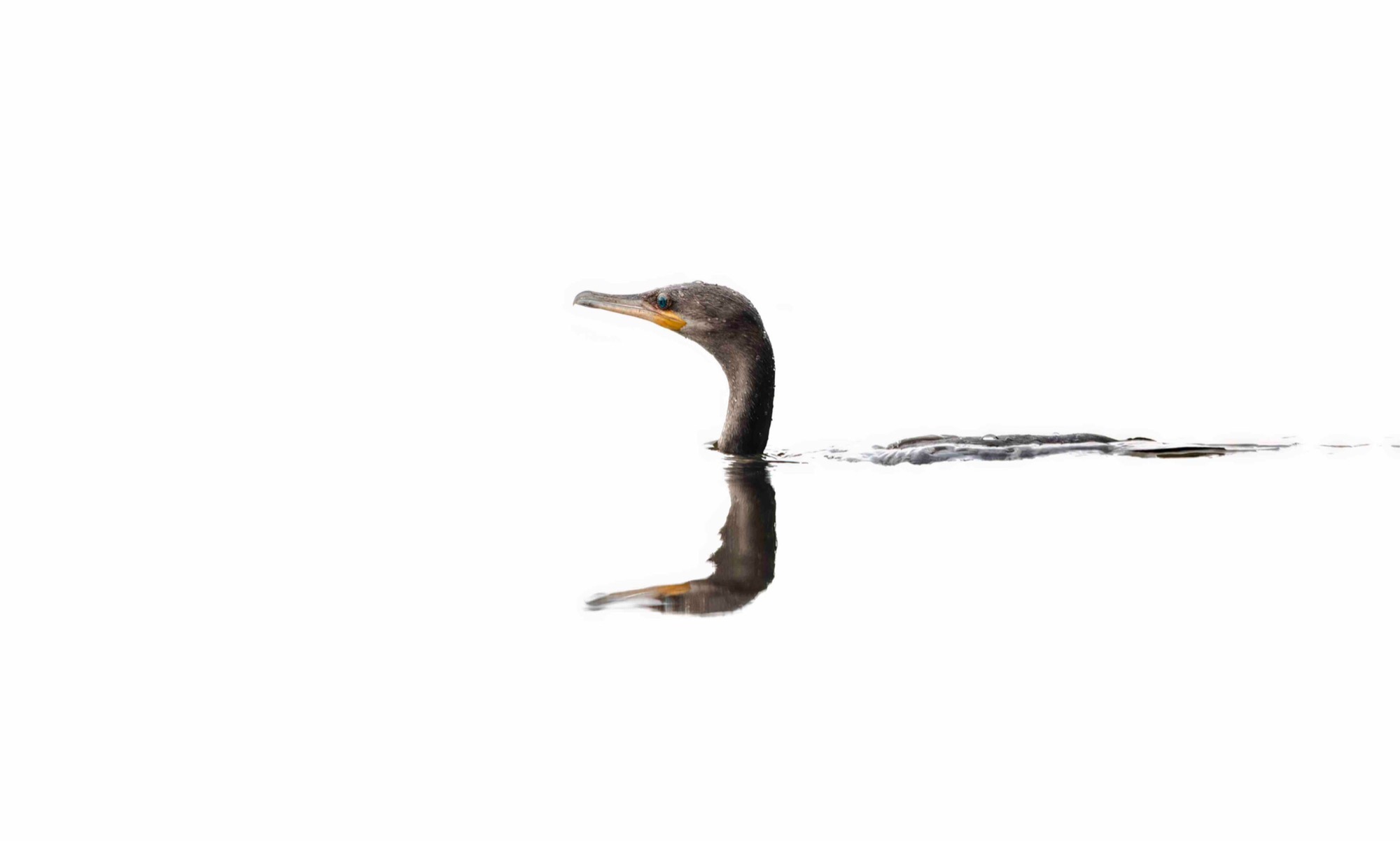 Waterline — Low to the surface, the bird and its reflection meet along a single unbroken line.