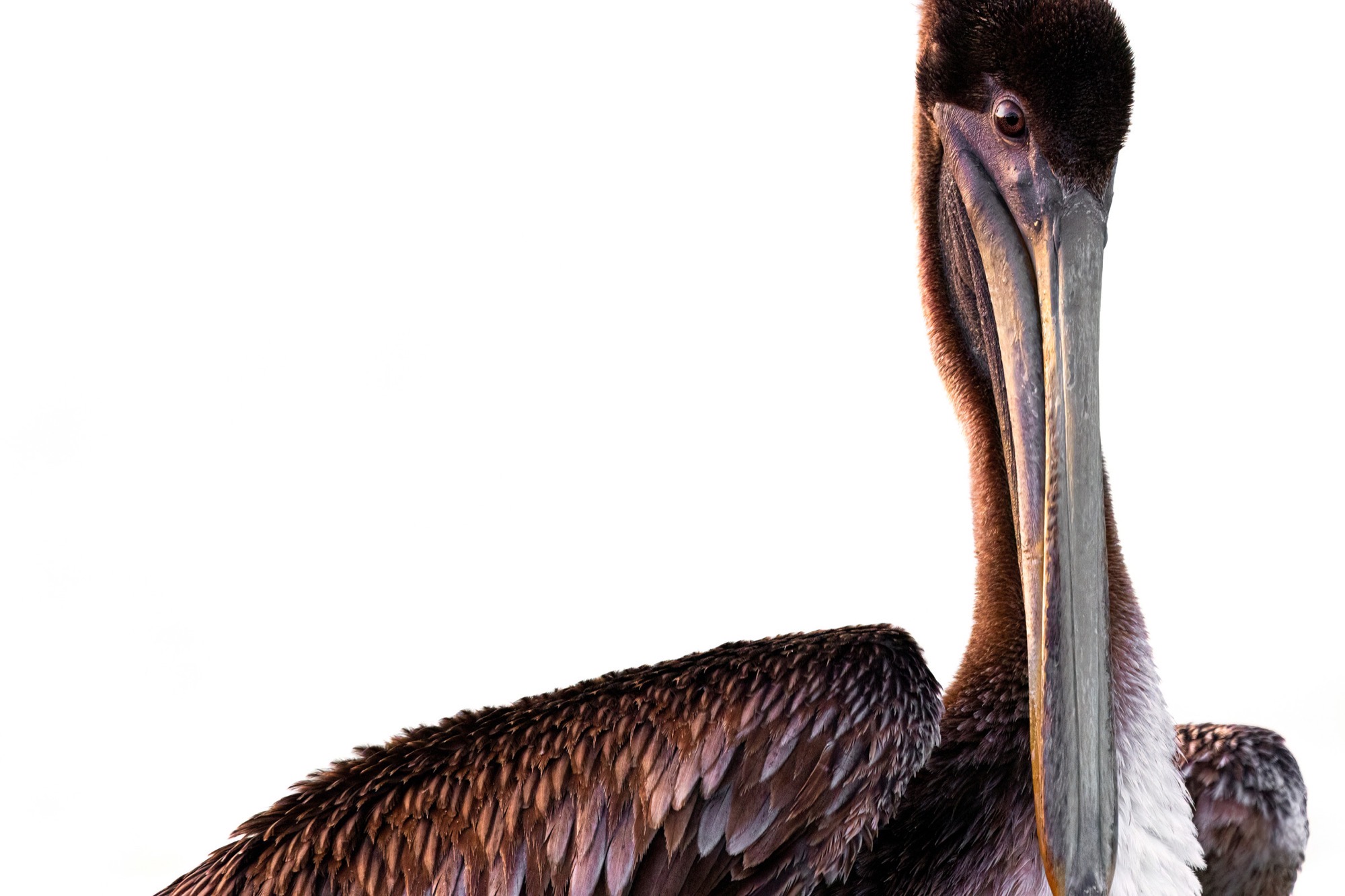 Pelican — A brown pelican in full frame, the long bill running most of the height of the picture.