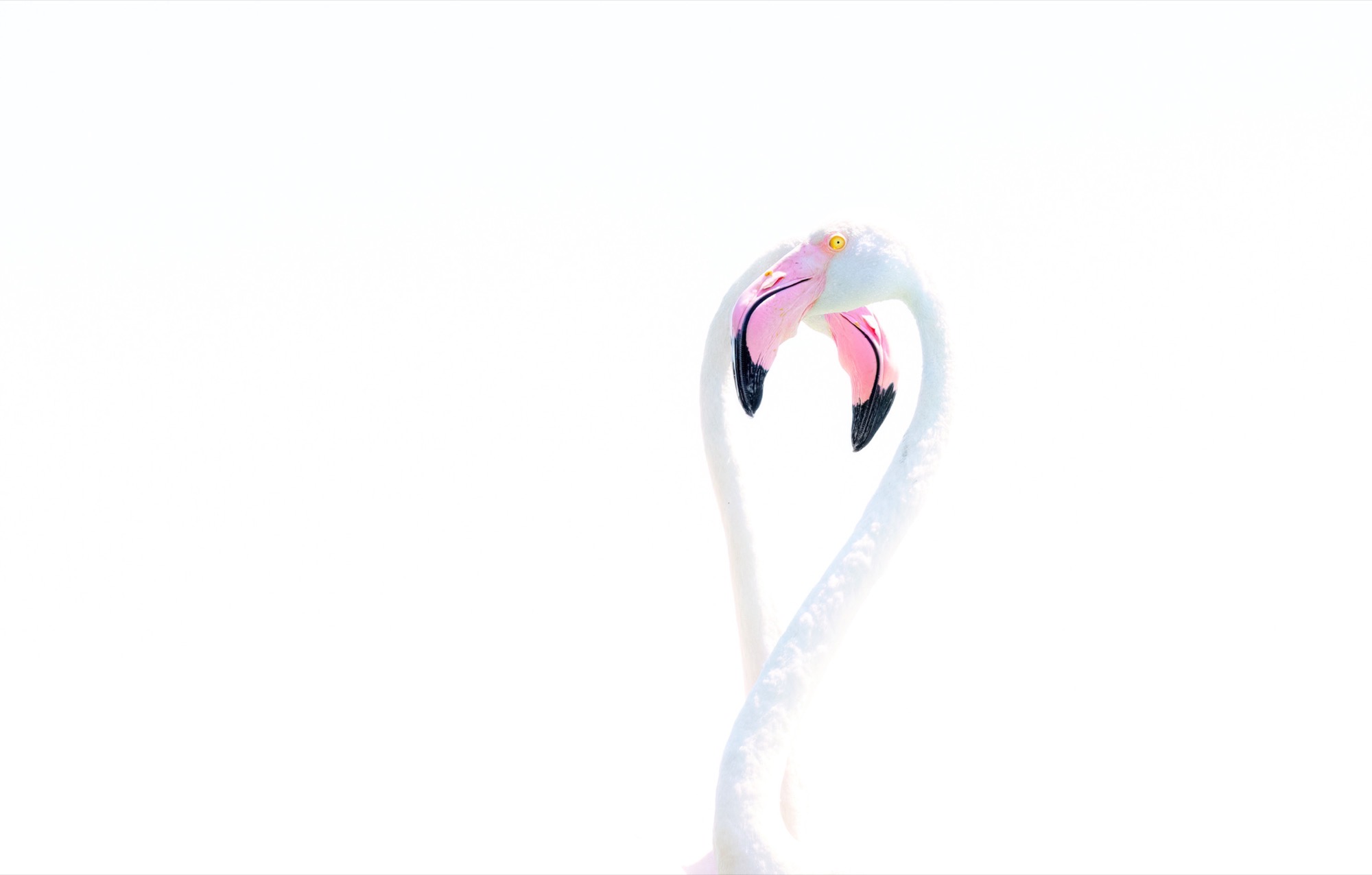 The Hook — A single neck bends back on itself until the head hangs level with the breast.