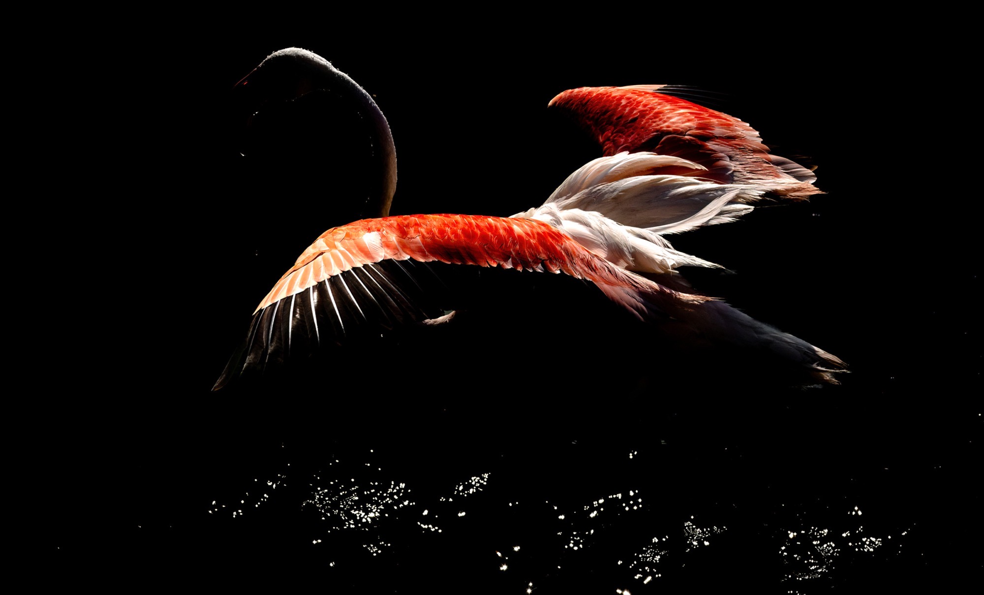 Water Thrown — Wings open at the moment of lift, a scatter of droplets caught in the air beneath.