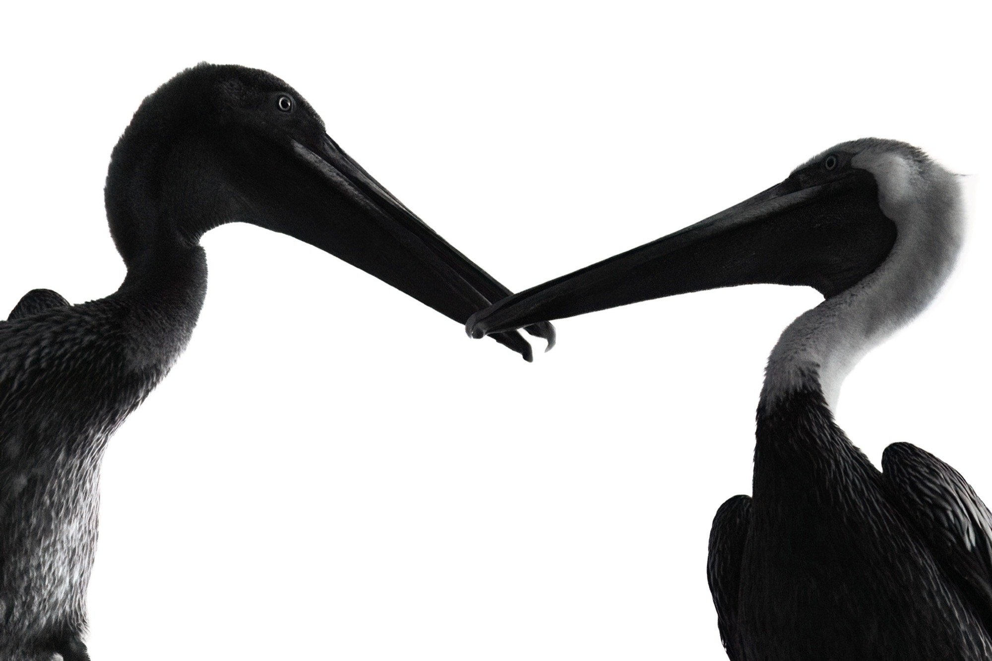 Bill to Bill — A greeting held long enough to photograph: two heads meeting at the tips.