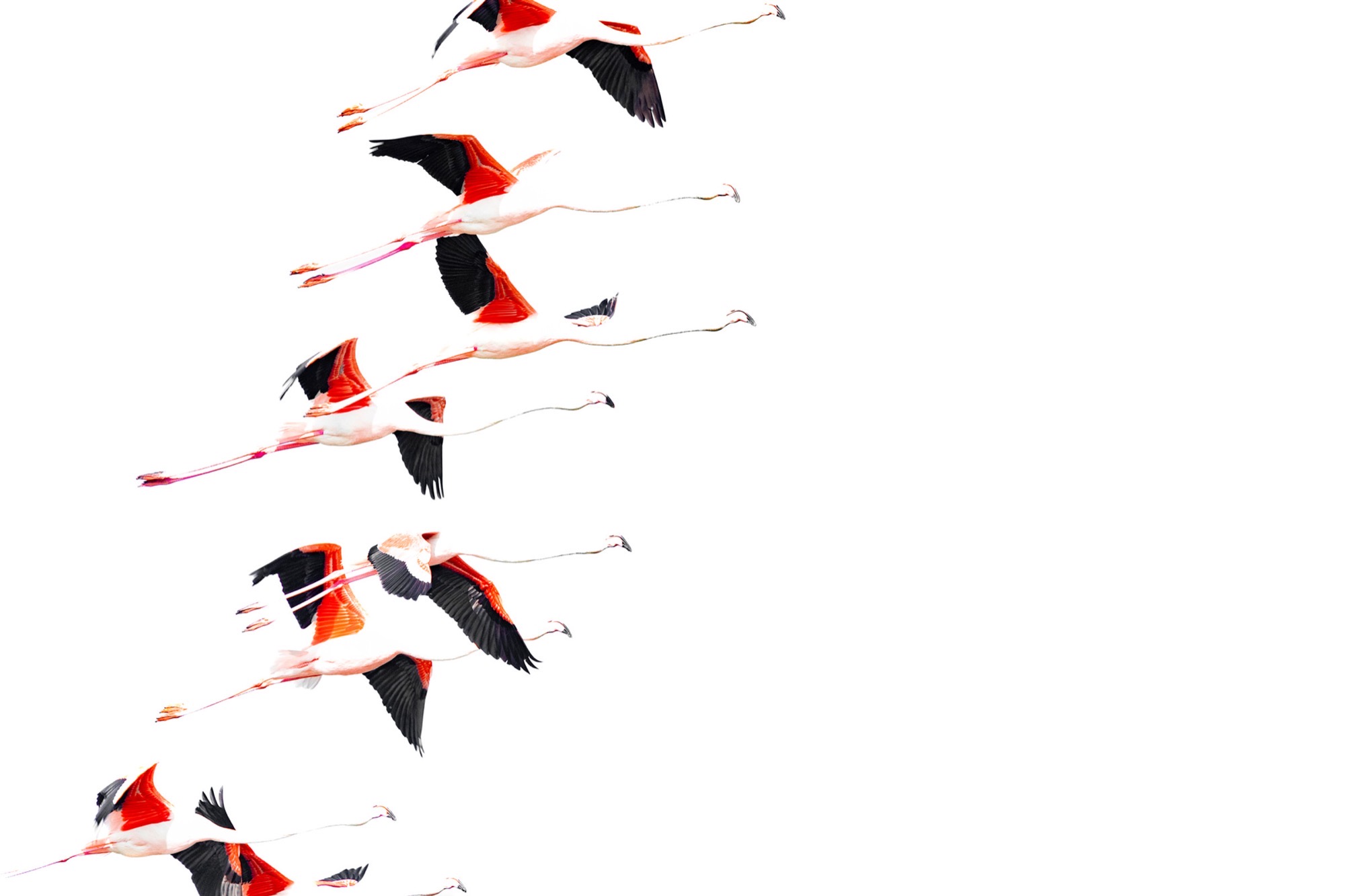 Ascending — A line of birds climbs across an otherwise empty frame, black wingtips beating.