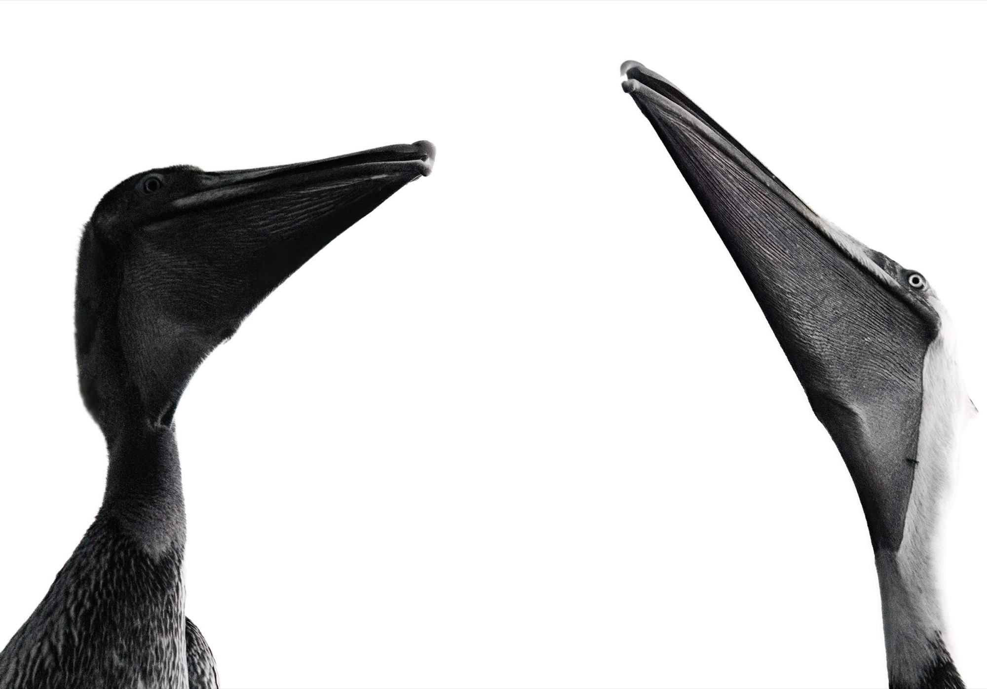Raised Bills — Two heads tip back at once, throats stretched, bills pointing to opposite corners.