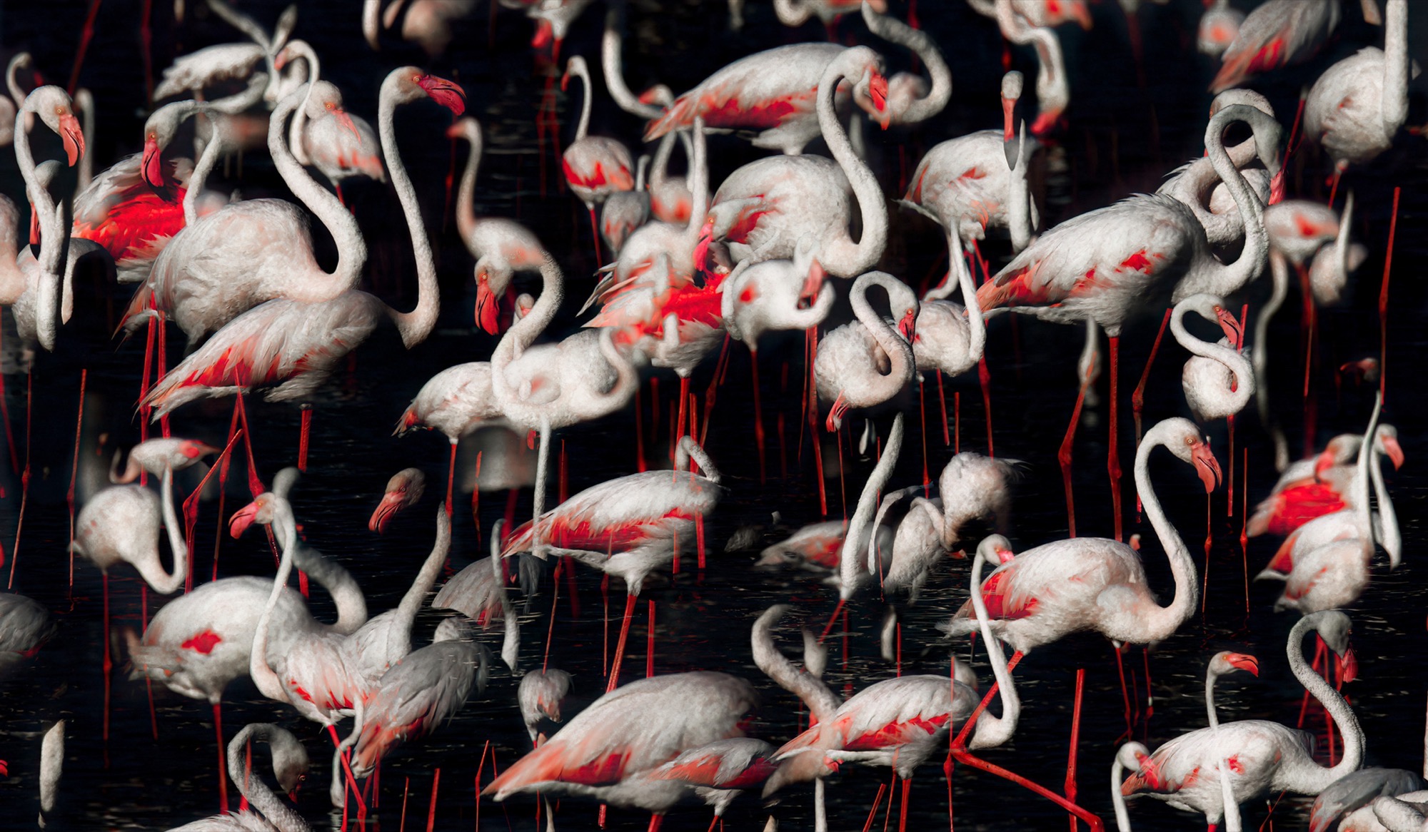 The Colony — A crowd of necks and bills packed edge to edge, individual birds dissolving into pattern.