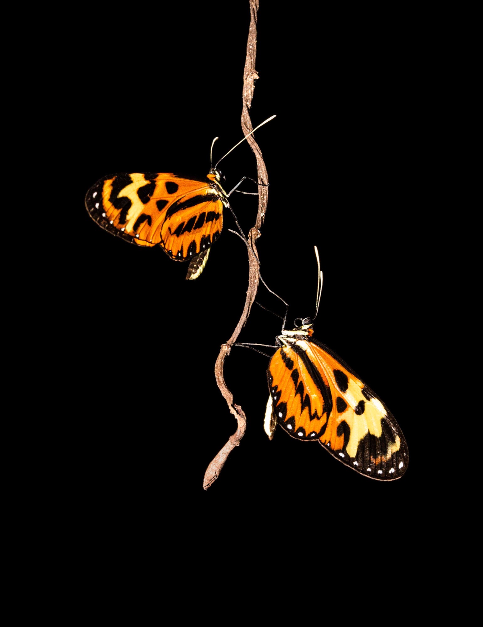 Two on a Stem — Two longwing butterflies hang from the same dry stem, wings held open like plates.
