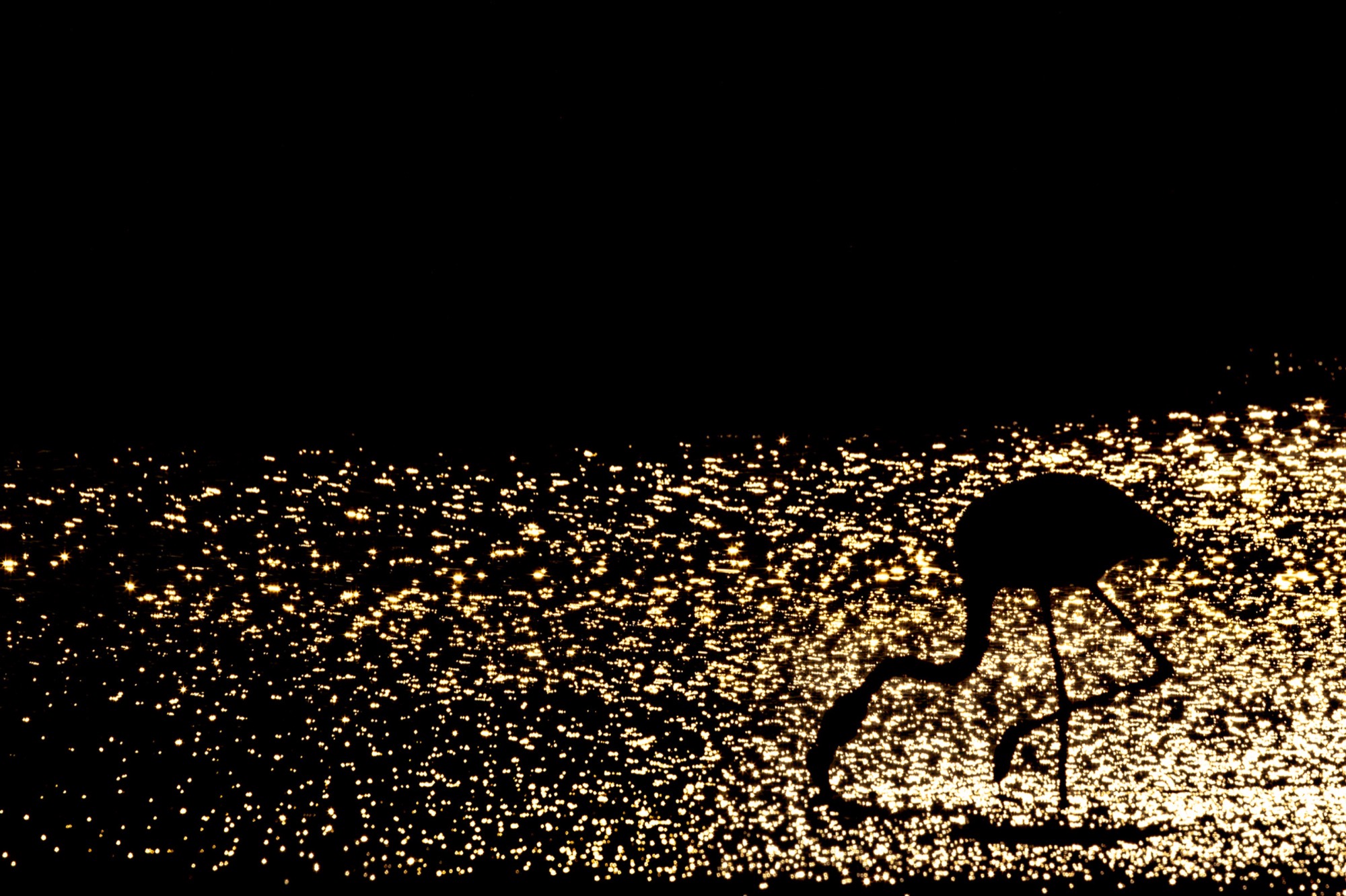 Gold Water — A single silhouette wades through a surface broken into hundreds of points of light.