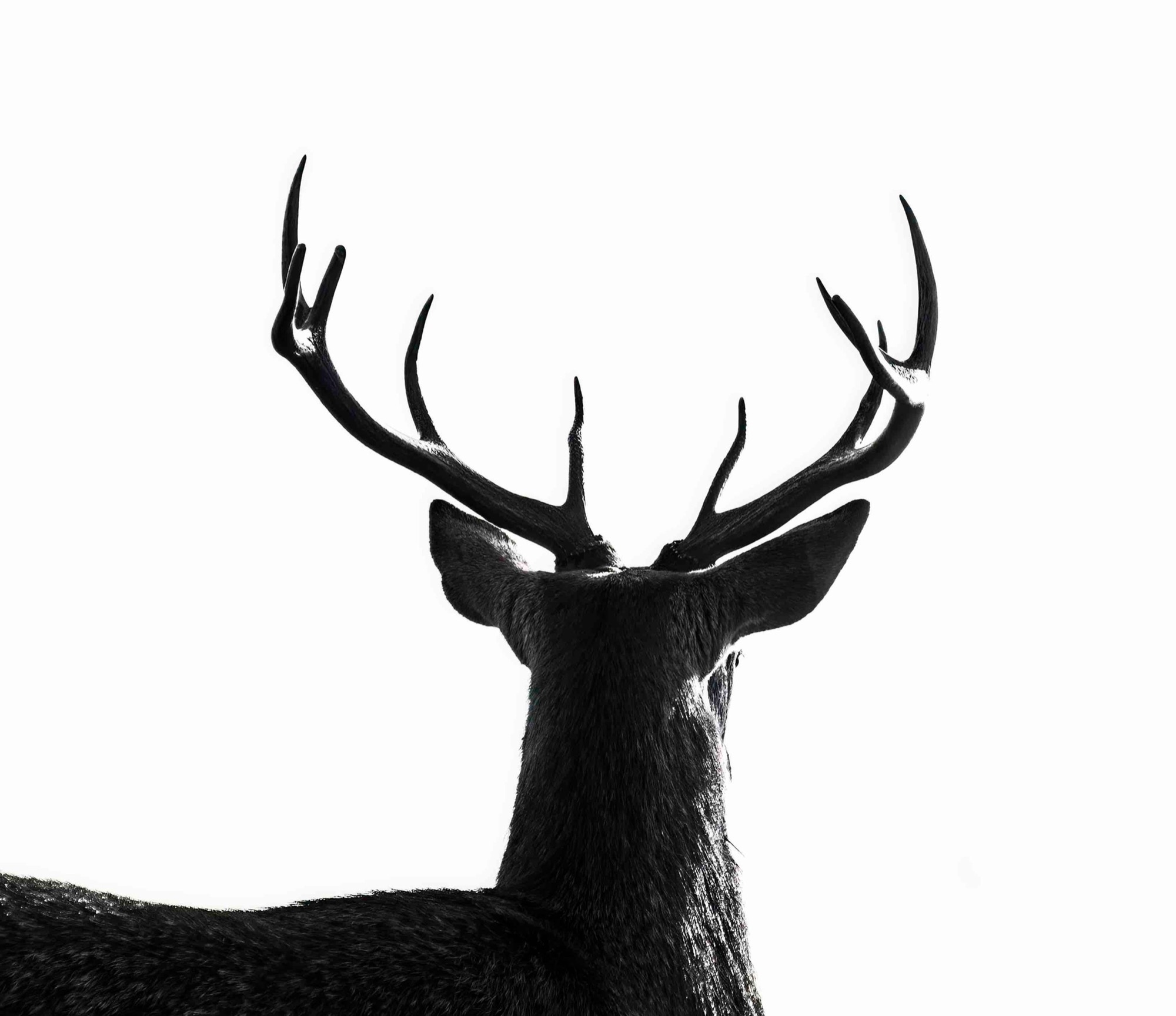Antlers Against White — Seen from behind, the stag turns its head and the antlers resolve into a bare diagram.