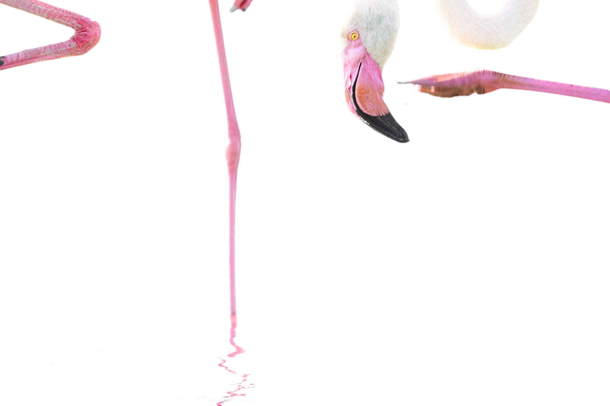 On One Leg — The familiar posture stripped of any setting: one leg, one long neck, nothing else.
