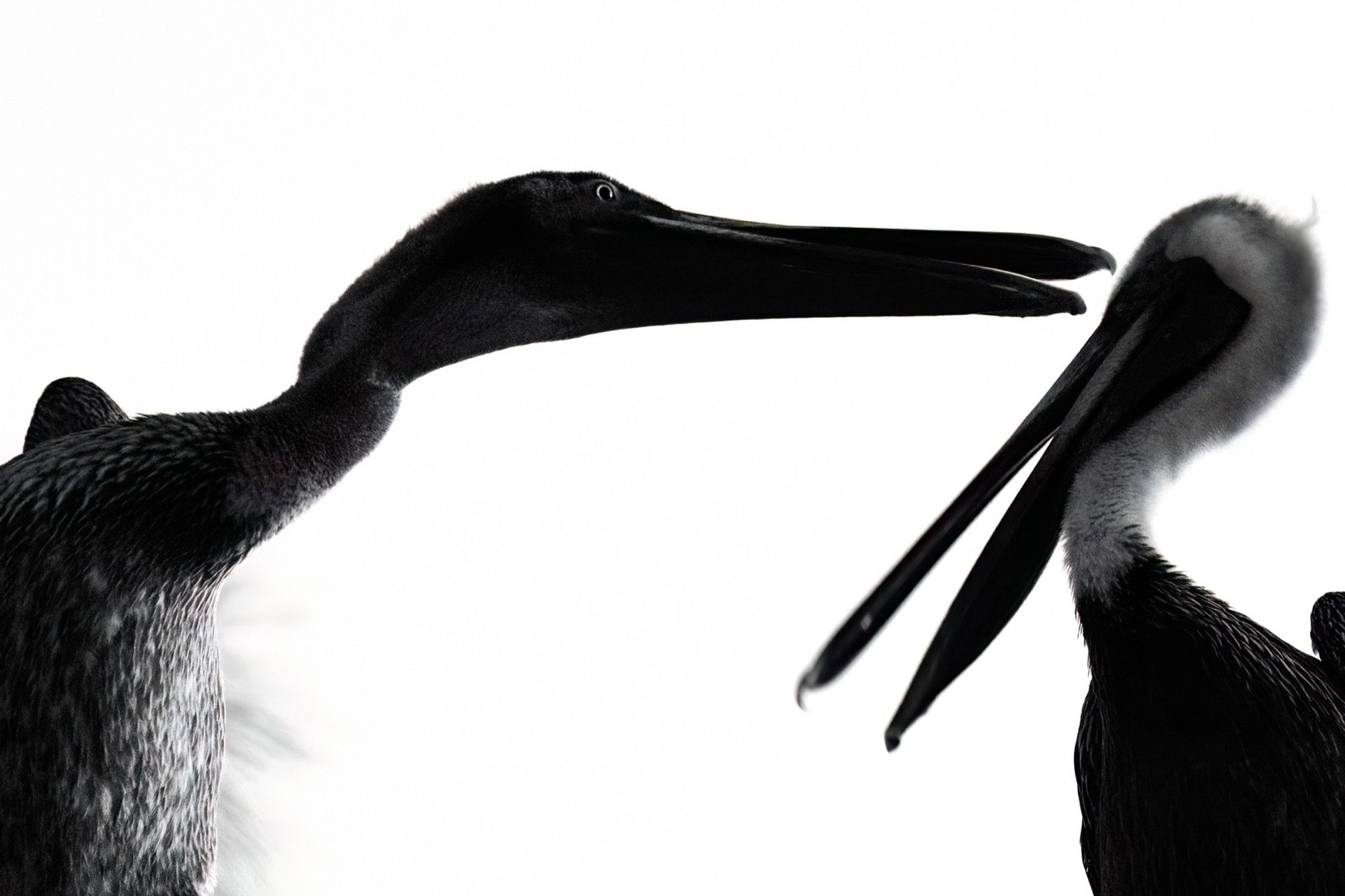 The Open Bill — One bird gapes while the other holds still, and the exchange reads as pure shape.