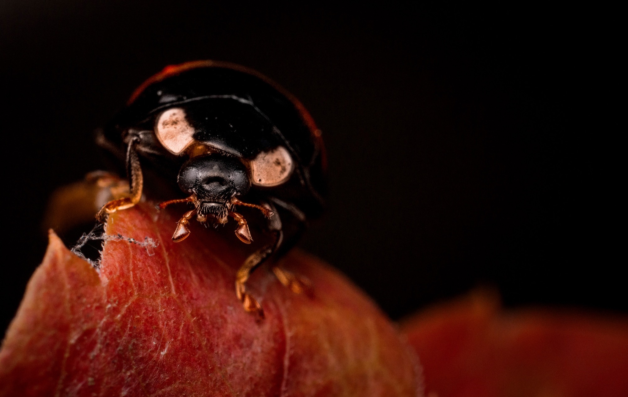 Face to Face — A beetle meets the lens head-on, mouthparts and eyes lit against a field of red.