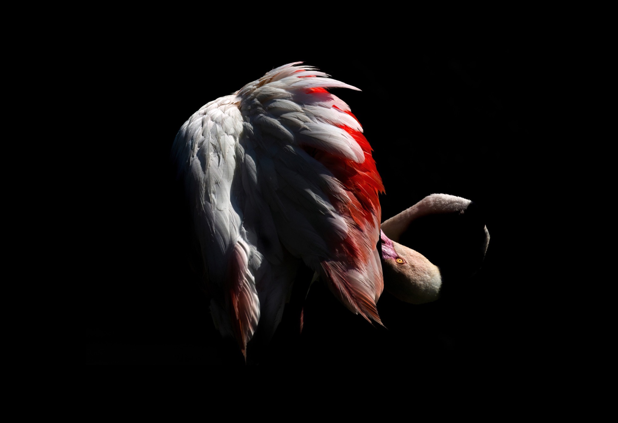 Study in White — Wing coverts catch what little light there is; the rest of the body is left in the dark.