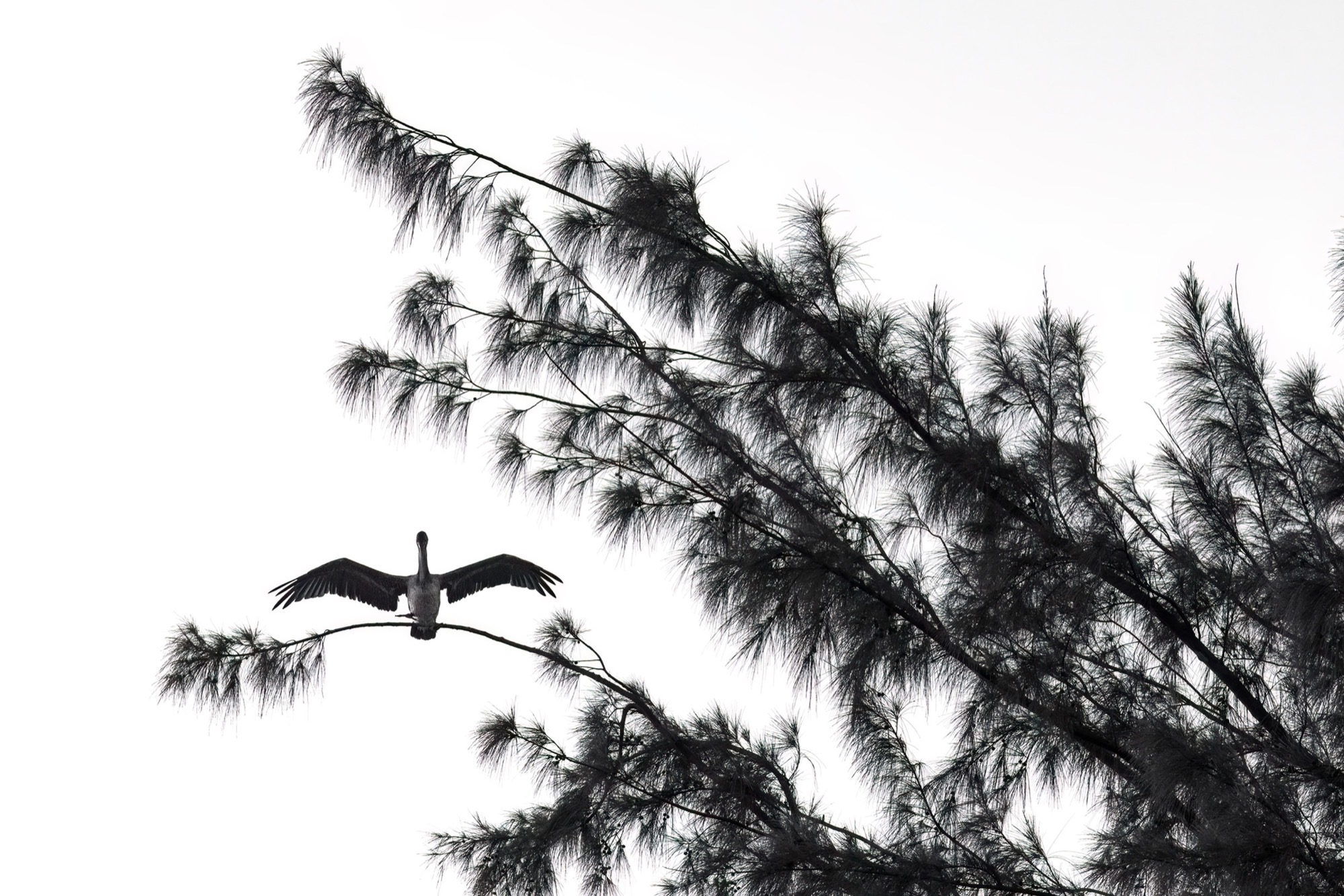 Through the Pines — A heron crosses behind pine needles that read as ink laid on white paper.